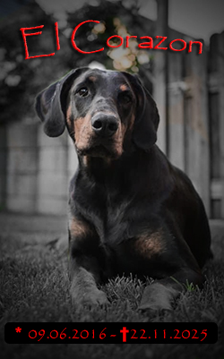 El Corazon vom Krukenberg