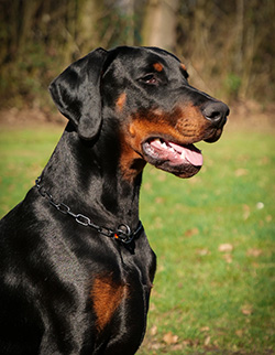 Holy Spirit von Morani